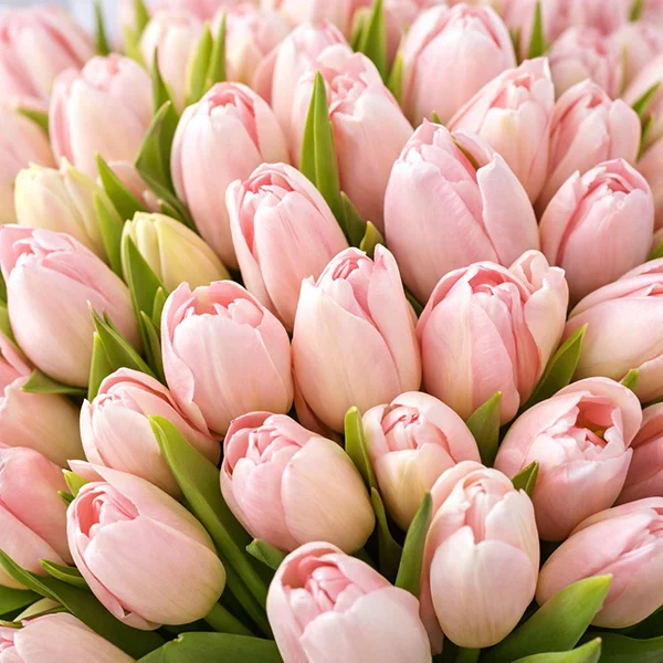 101 нежно-розовый тюльпан в упаковке